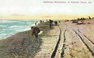 Vintage Postcard California Gathering Moonstones At Redondo Beach O 
