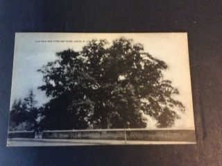 Old Oak Over 300 Years Old Postcard Salem,  Jersey Circa 1950