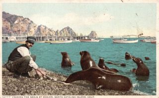 Santa Catalina Island,  Ca,  Feeding The Seals At Avalon,  Vintage Postcard G1459