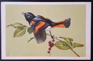 1939 National Wildlife Federation Songbird Postcard Series Redstart