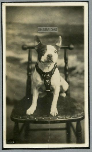 400 Boston Terrier? Dog On A Chair,  Vintage Photo