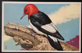 1940 National Wildlife Federation Songbird Postcard Series Red - Winged Woodpecker