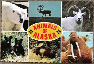 Vintage Postcard Animals Of Alaska From Left To Right Polar Baer,  Caribou,  Dall