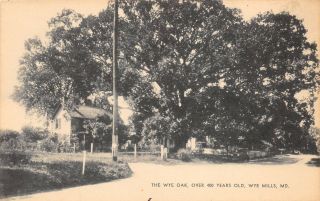 D92/ Wye Mills Maryland Md Postcard C1940s Wye Oak Over 400 Years Old Home