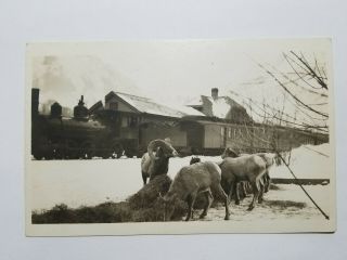1904 - 1918 Real Photo Postcard Rppc Railroad Station Out West W Bighorn Sheep Nr