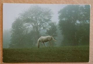 4x6 Upcountry (post) Cards By R Orford: White Mare Horse Color Photo From 1986