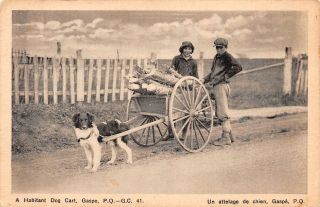 C20 - 6778,  A Habitant Dog Cart,  Gaspe,  P.  Q.