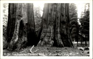 Rppc Giant Redwood Founders 