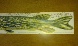 1906 Large Pike Fish Complete Huld ' s Puzzle Installment Set 4 Parts Postcard NJ 2