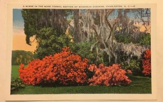 Vintage Postcard South Carolina Charleston Formal Section Of Magnolia Gardens Sc