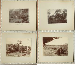1900 - 1910 PHOTO ALBUM NYASALAND LIVINGSTONE BRUCE PLANTATION COTTON WORKERS 10