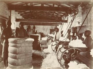 1900 - 1910 Photo Album Nyasaland Livingstone Bruce Plantation Cotton Workers