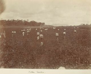 1900 - 1910 PHOTO ALBUM NYASALAND LIVINGSTONE BRUCE PLANTATION COTTON WORKERS 3