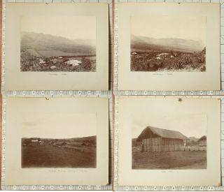 1900 - 1910 PHOTO ALBUM NYASALAND LIVINGSTONE BRUCE PLANTATION COTTON WORKERS 4