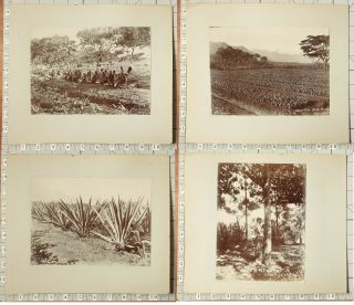 1900 - 1910 PHOTO ALBUM NYASALAND LIVINGSTONE BRUCE PLANTATION COTTON WORKERS 5