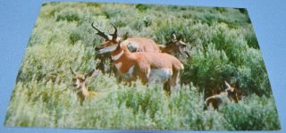Vintage Postcard Western Antelope Family Photo By Wm.  Van Allen Posted 1961