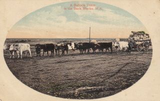 Vintage Postcard A Bullock Team In The Back Blocks Western Australia 1900s