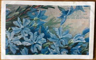 Vintage Postcard,  Australian,  Language Of Flowers,  Coo - ee Card,  Maude James 2