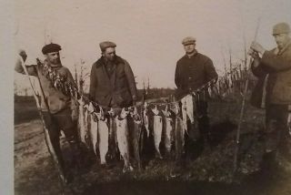 Photo Postcard Men With Catch Of The Day Ca 1910
