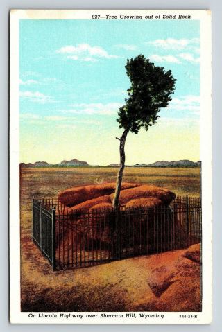 Postcard Tree Growing Out Of Solid Rock Lincoln Highway Wyoming Vintage A25