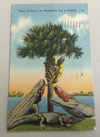 Black Americana Racist Post Card Alligator Florida Final Time