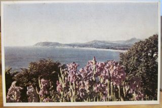 Irish Postcard Iris Irises On Killiney Hill Dublin Ireland Chrome Pc Real Color