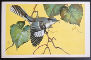 1939 National Wildlife Federation Songbird Postcard Series Mockingbird