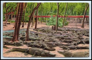 Florida Postcard - St Augustine,  The Alligator - Ostrich Farm F5