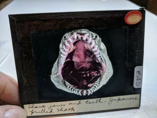 Historic Colored Glass Magic Lantern Slide Ead Shark Jaws Japanese Frill Shark