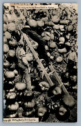 Exaggerated Tomatoes In Kansas 1911 Antique Real Photo Postcard Rppc Montage