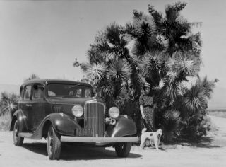 Vtg C.  1940 Orig Photo Film Negative Pontiac Lady W/ Dog In Desert Giant Cactus