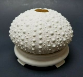 Margaret Furlong 2000 Sea Urchin Tea Light Holder Cream Porcelain - No Box