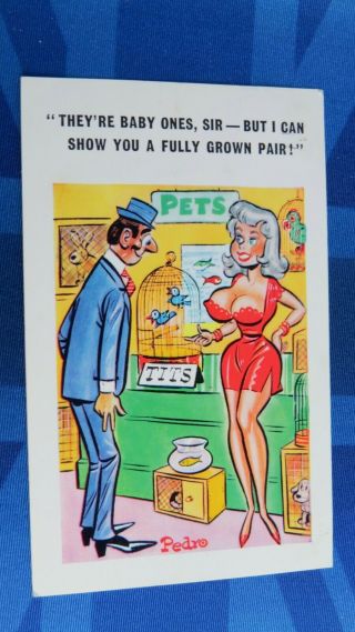 Risque Comic Postcard 1972 Big Boobs Pet Shop Baby Blue Birds Fully Grown Pair