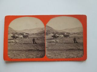 Rare,  1870s - 1880s,  " Men,  Dog,  Oxen,  Mountains,  Buildings " Stereoview,  T H Rutter