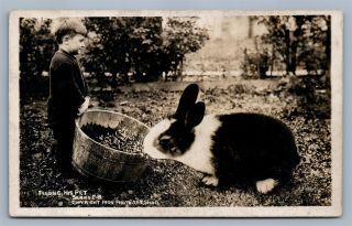Boy Feeding Exaggerated Rabbit 1909 Antique Real Photo Postcard Rppc
