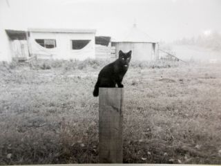 Lovely Old B&w Photo Black Cat Sitting On Post In Front Yard Abandoned House