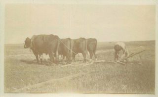 Bull Plow Team C - 1910 Farm Agriculture Postcard Rppc Real Photo 3843