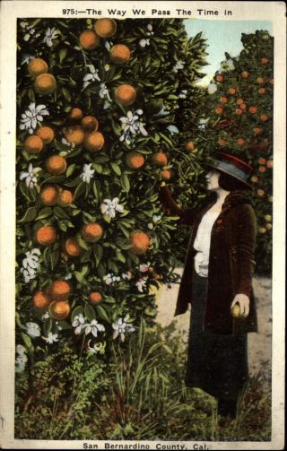 Woman Picking Oranges San Bernardino County California 1920s Fashion