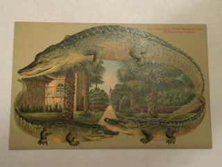 Vintage Alligator Border Postcard Court Hotel Ponce De Leon St Augustine Florida