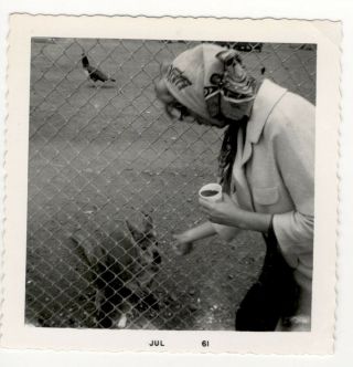 Fun At Zoo Woman Feeding Cute Baby Kangaroo Vintage Photo July 1961
