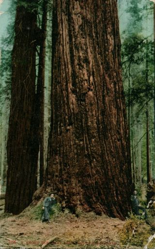 1910 Among The Redwood Sequoia Trees Ca California Vintage Postcard 1156