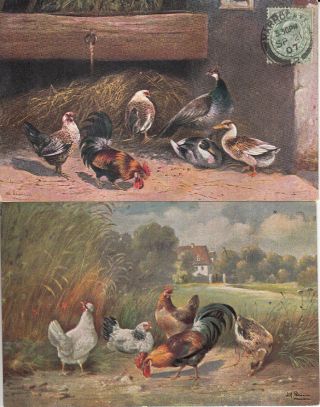 Early Sconian Signed Postcards Farmyard Poultry Birds Hen Cock Peacock Geese X 2