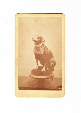 Vintage Cdv Photo Pet Dog Fat Chihuahua Evansville In Studio Antique Photograph