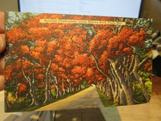 Vintage Old Postcard Puerto Rico San Juan Flamboyant Trees Military Road Blooms