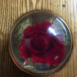 1996 Hafod Grange - Dried Single Red Rose Paperweight - Made In Great Britain