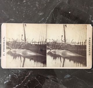 Freeman Whale Hunt Stereoview Nantucket Ma Ship Post Civil War Photo Moby Dick