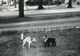 Close Up Of Hunched Cat By Boston Terrier Dog Wooden Lawn Figures Old Photo