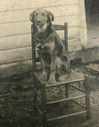 Tintype Photo,  Bearded Dog Seated - Antique Photograph Puppy Pet Animal 1800s