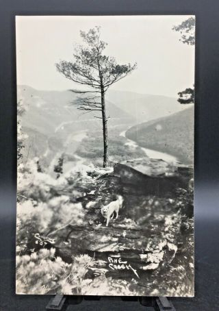 Postcard Rppc Pine Creek Gorge,  Pa.  Dog Hiking On Rocks Posted 1948