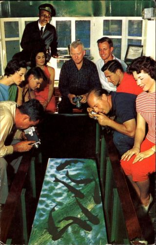 Catfish Under Glass Bottom Boats Silver Springs Florida 1950s Postcard
